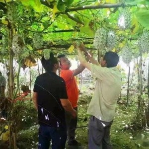 瓜瓜基地,绿色生态农业的璀璨明珠