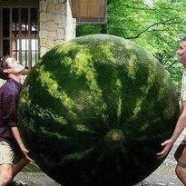 热门大瓜,热门大瓜背后的惊人真相